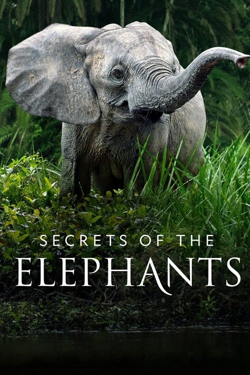 Secrets of the Elephants : 1.Sezon 4.Bölüm