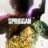 SPRIGGAN : 1.Sezon 4.Bölüm izle