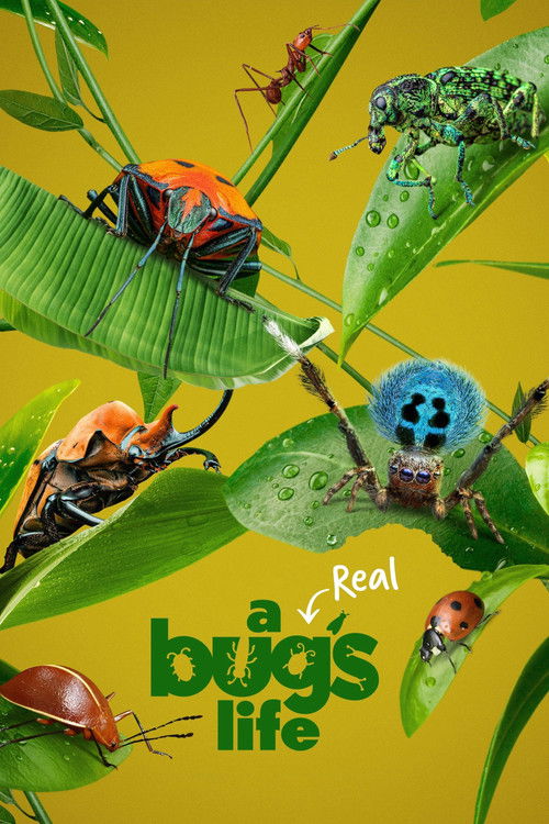 A Real Bug’s Life : 1.Sezon 1.Bölüm